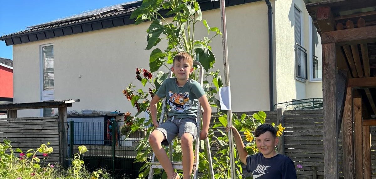 Sunflower competition winners Two boys are standing in a garden. One is sitting on a ladder next to a tall sunflower. The other boy is standing next to it.