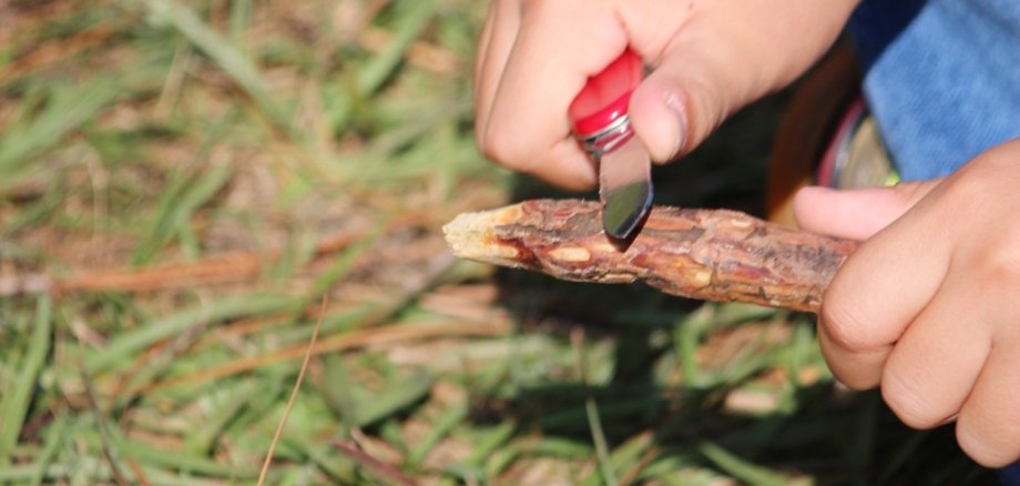 Child holds small pocket knife and carves on a branch on the ground with grass and pine needles