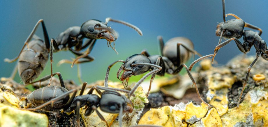 Several ants of the species Tapinoma magnum Several black ants of the species Tapinoma magnum on a surface covered with yellow lichen