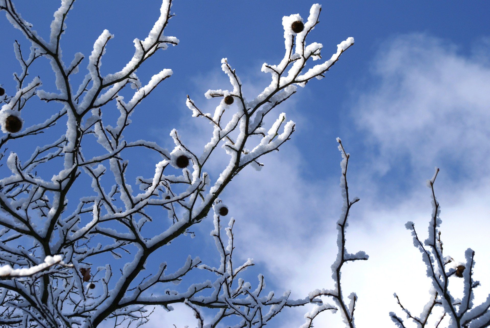 Snow-covered tree branches with a few cones in front of a blue Rodgau sky with clouds.