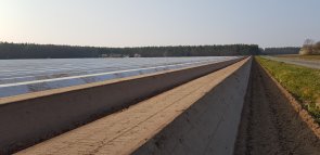 Extenso campo de espárragos en parte con largas hileras cubiertas de láminas y un ancho camino de tierra descubierto al lado