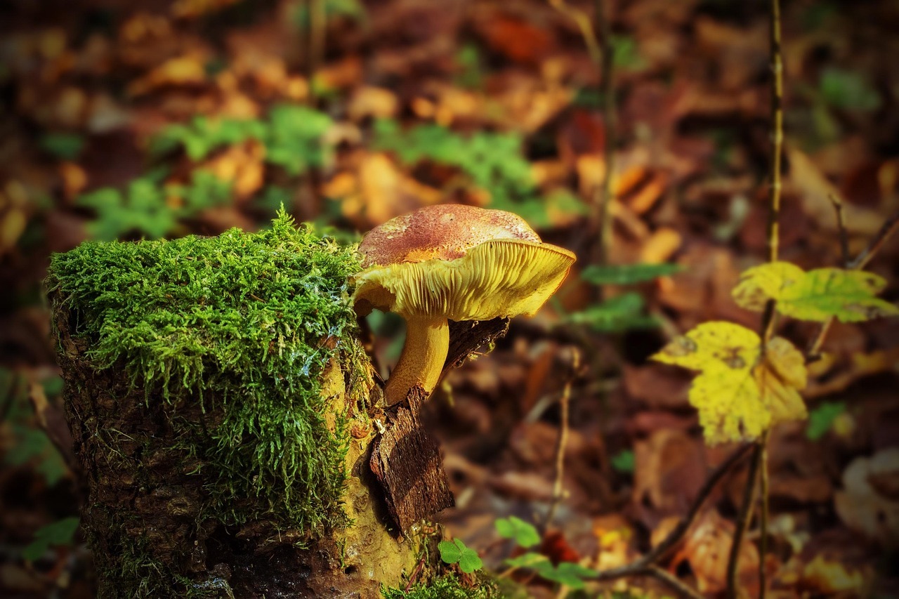 Un champignon au chapeau brun et aux lamelles jaunes pousse sur une souche recouverte de mousse, entourée de feuilles d'automne et de mousse verte.