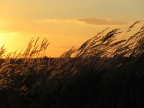 Champ de céréales lors d'un coucher de soleil