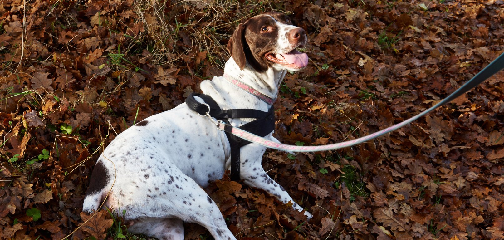 Chien blanc et brun avec harnais noir, tenu en laisse sur des feuilles mortes dans la forêt
