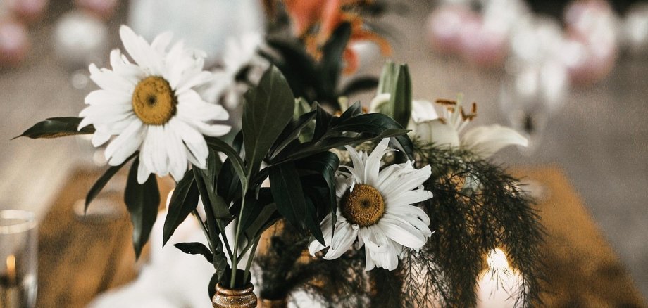 Diner en blanc Dekoracja stołu z białymi stokrotkami w złotych wazonach, białymi świecami i luźno udrapowaną białą tkaniną na drewnianym stole w tle rozmyte kolejne stoły z podobną dekoracją