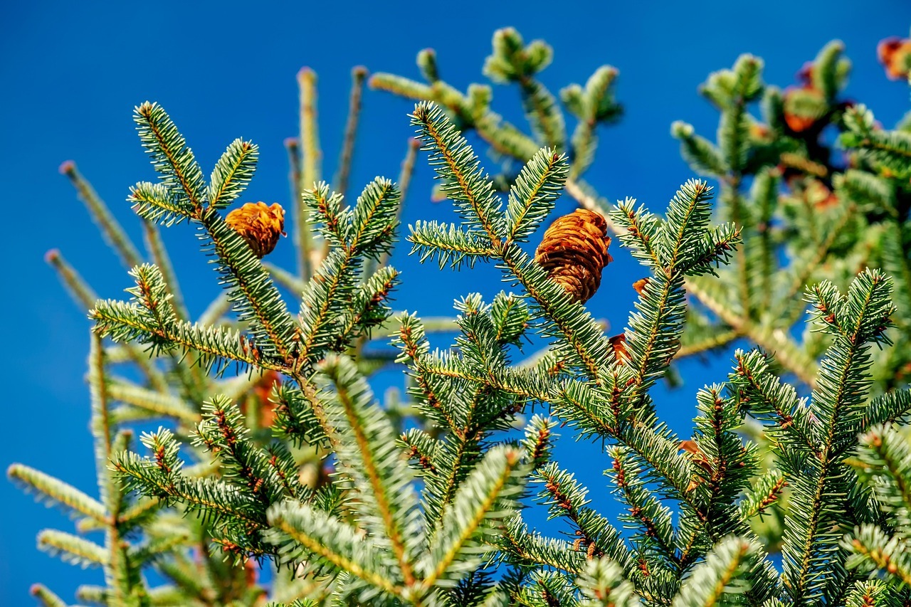 Procura-se árvores de Natal No topo da imagem, vêem-se ramos verdes de abeto com pinhas a crescer contra um céu azul.