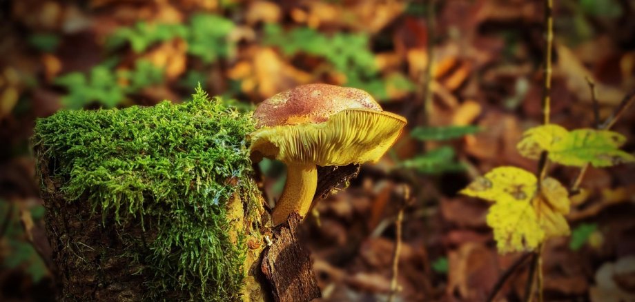 Um cogumelo com um chapéu castanho e lamelas amarelas cresce num cepo de árvore coberto de musgo, rodeado de folhas de outono e musgo verde.