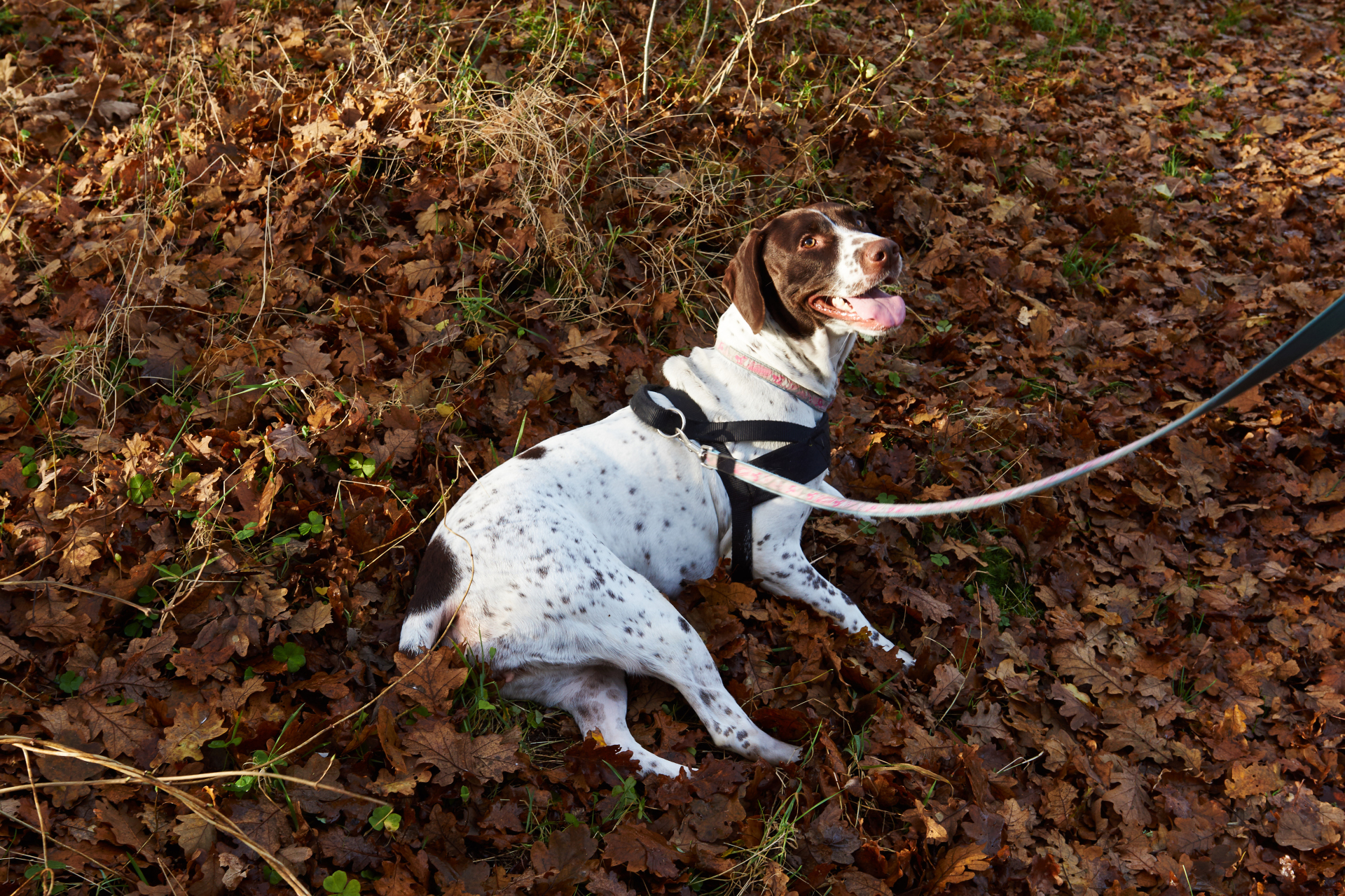 Ormanda yaprakların üzerinde tasma ile yatan siyah koşumlu beyaz-kahverengi köpek