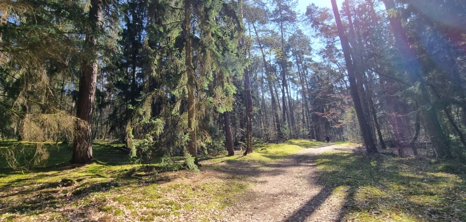 Лісова стежка в залитому сонцем лісі біля Гансбрю з високими хвойними та листяними деревами і вкритою мохом землею