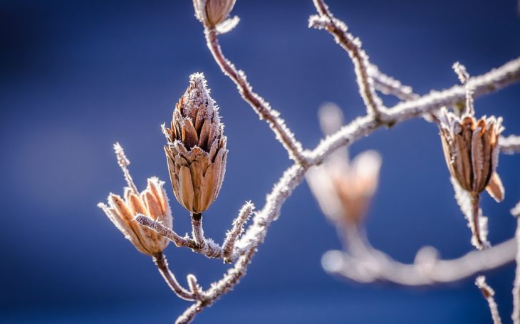 winter-598631_1920